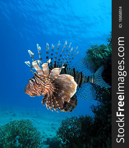 Lionfish