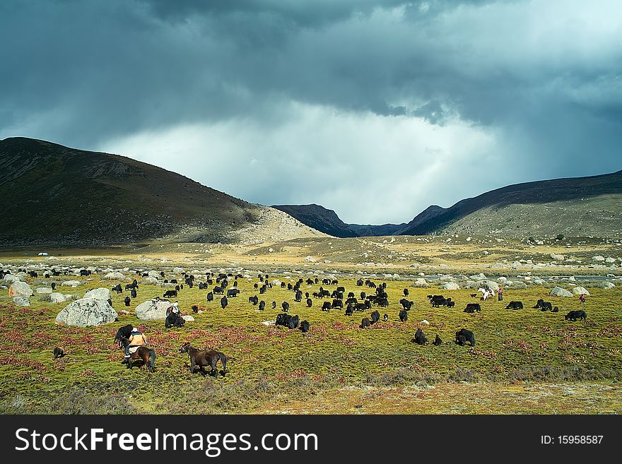 There is a beautiful pasture in highland,ganzi,sichuan.