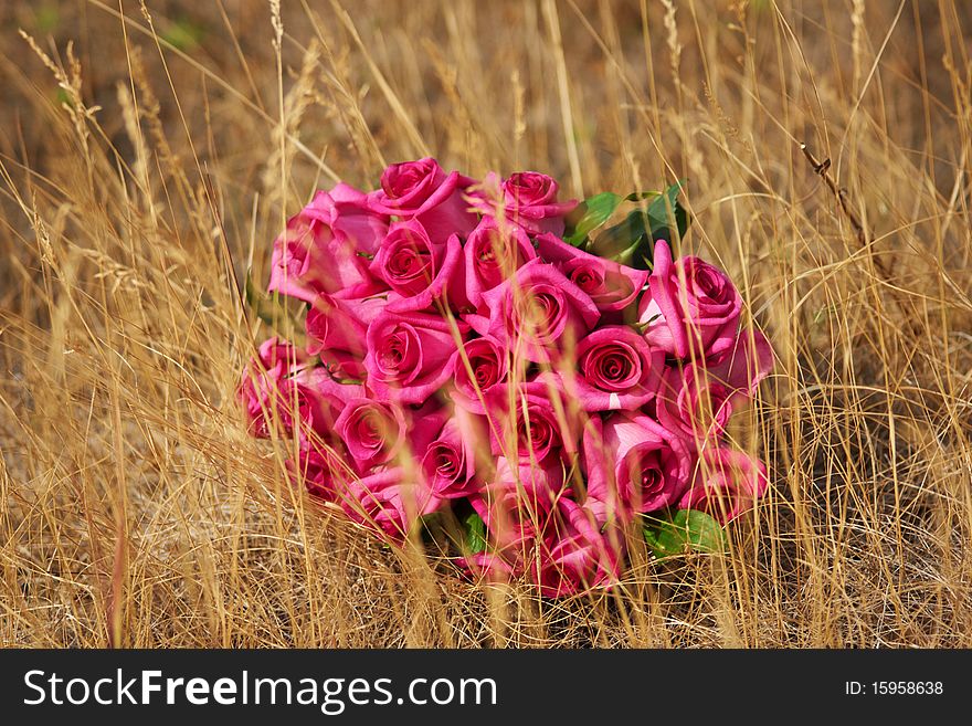 A roses in a field