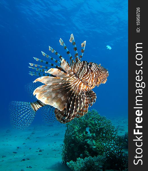 Lionfish