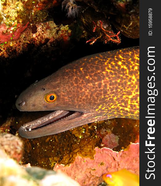 Yellowmargin Moray