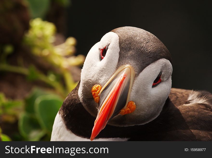 Atlantic Puffin tilts its head with a curious look; sharply focused bird against unfocused background;. Atlantic Puffin tilts its head with a curious look; sharply focused bird against unfocused background;