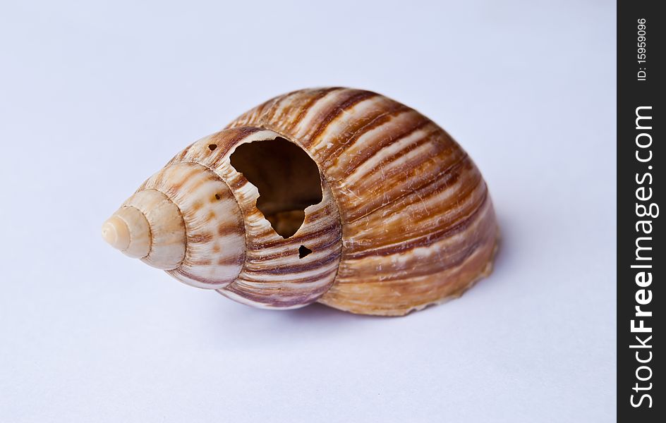 A snail shell on white background