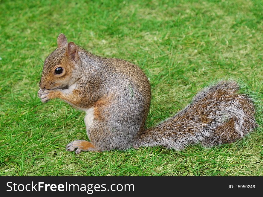 Squirrel feeding on grass, representing summer, green grass, sunny weather and beauty of animals found in wild. Squirrel feeding on grass, representing summer, green grass, sunny weather and beauty of animals found in wild.