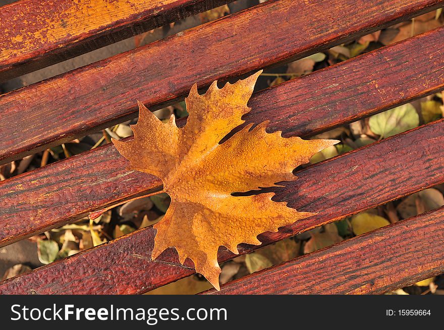 Fall leaves on a bench