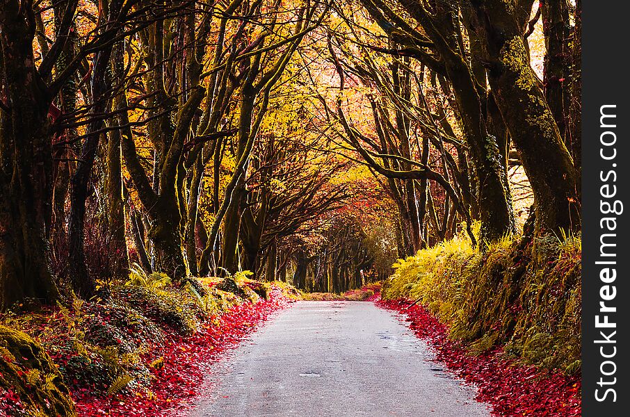 Colourful autumn country lane in Cornwall