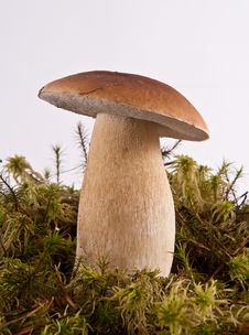 Boletus Edulis And Moss Royalty Free Stock Images Boletus Edulis And Moss Royalty Free Stock Images