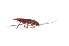 Cockroach Royalty Free Stock Photo Cockroach Royalty Free Stock Photo
