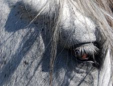 Horse Eye Stock Photography Horse Eye Stock Photography