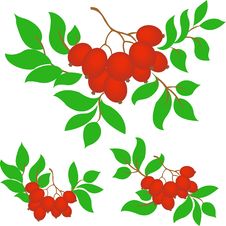 Set Of Three Bunches Of Rowan Royalty Free Stock Photo Set Of Three Bunches Of Rowan Royalty Free Stock Photo