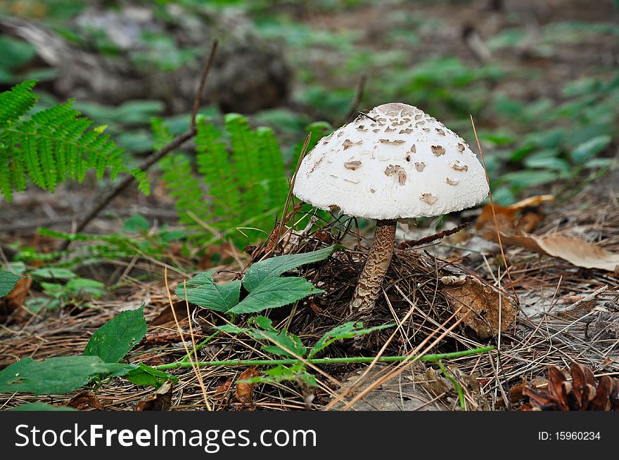 Closeup Of Parasol Mushroom In Autumn Forest