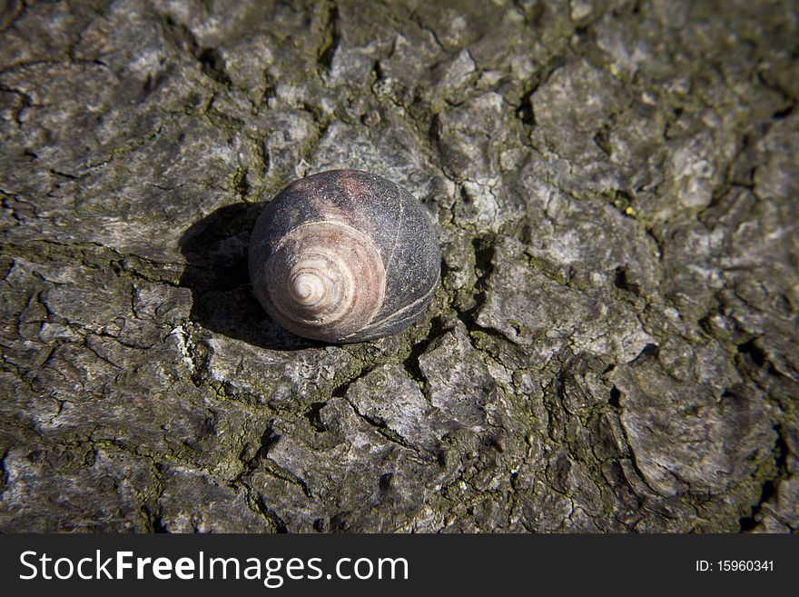 A grey spiral seashell stranded on a tree root. A grey spiral seashell stranded on a tree root