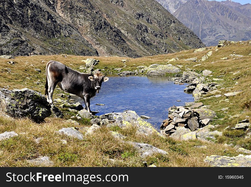Cows in Alps