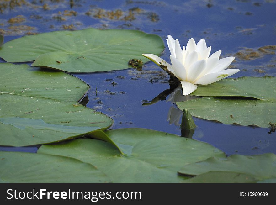 Water lily in the swamp. Water lily in the swamp