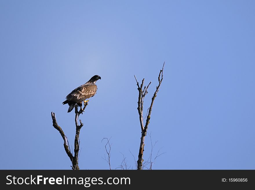 Eagle in the nature park at the top of the tree. Eagle in the nature park at the top of the tree