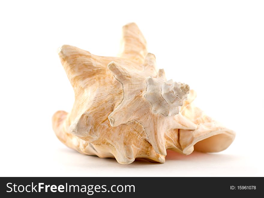 Studio shot of the sea shell isolated on white