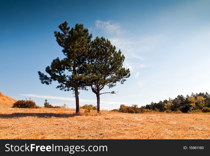 Two lonely fur-trees stand on a meadow. Two lonely fur-trees stand on a meadow