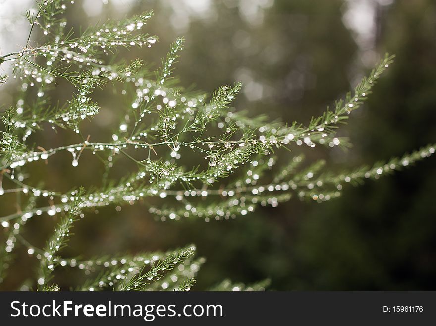 Green decorative bush in dew drops