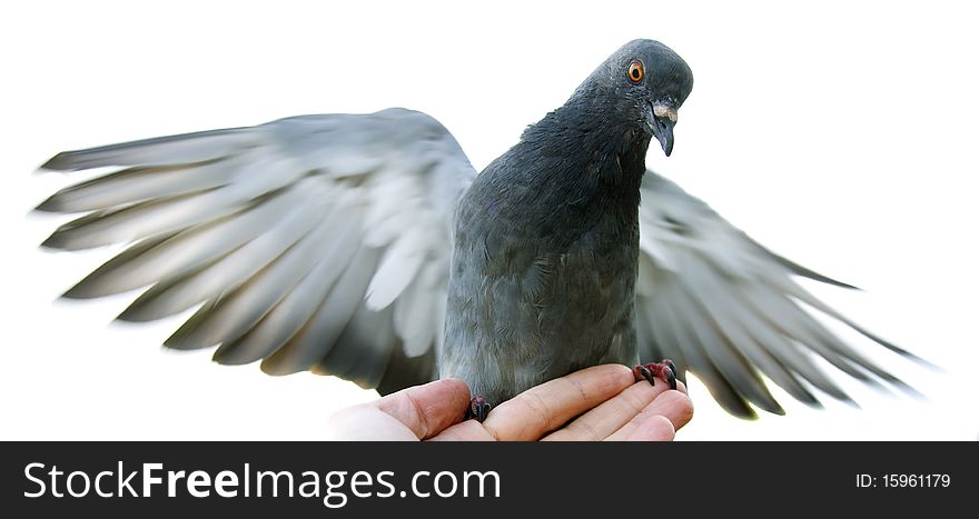 Dove in his hand isolated on white background. Dove in his hand isolated on white background
