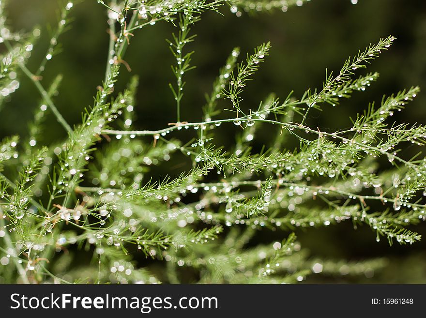 Green decorative bush in dew drops