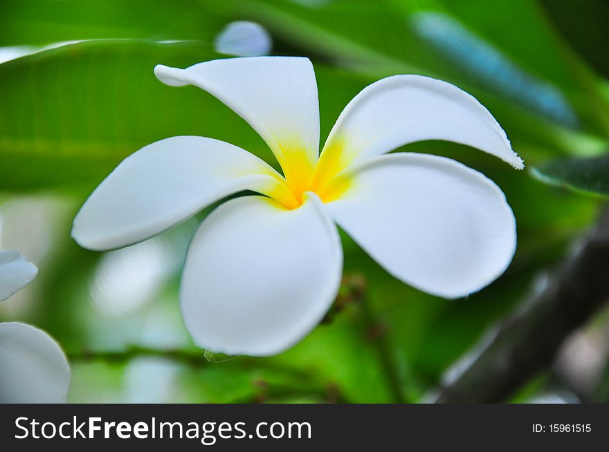 Closeup of blooming white Plumeria