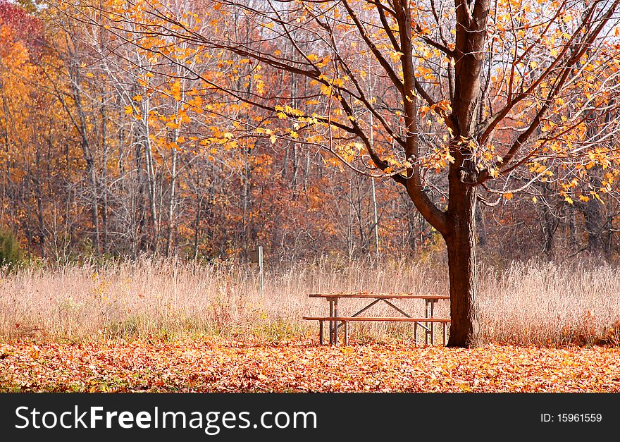 Autumn tree with fallen leaves in the forest. Autumn tree with fallen leaves in the forest