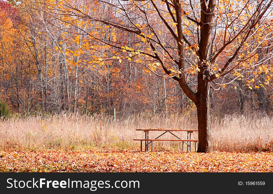 Autumn In The Park