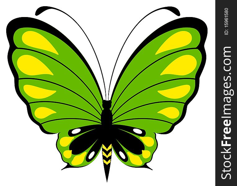 beautiful butterfly on a white background for a design
