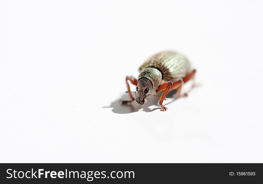 Hairy bug on white background