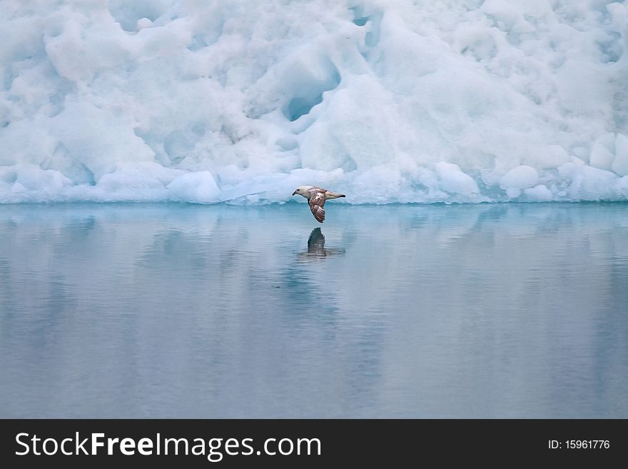 A bird flying close to water surface and the reflection of the bird seen in the water. An iceberg creates the background. A bird flying close to water surface and the reflection of the bird seen in the water. An iceberg creates the background.