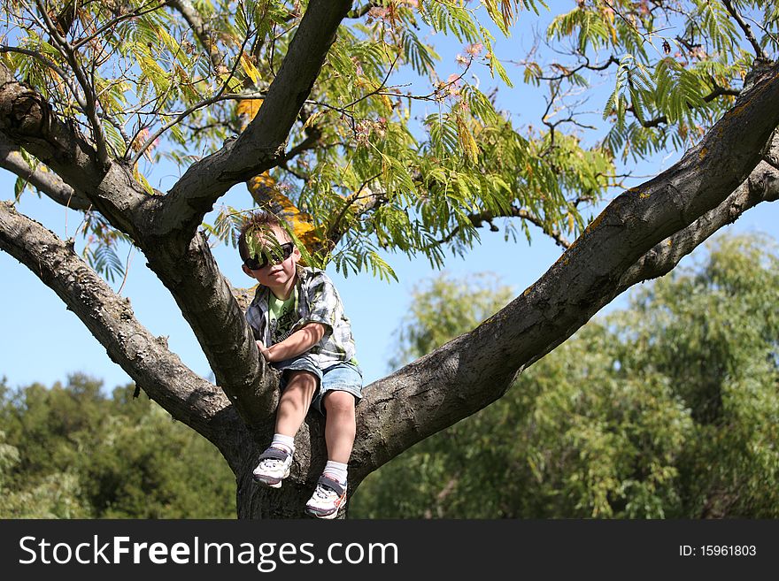 Boy is in the tree at the park. Boy is in the tree at the park