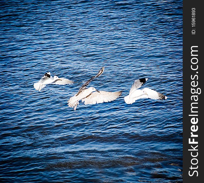 The seagulls above the sea