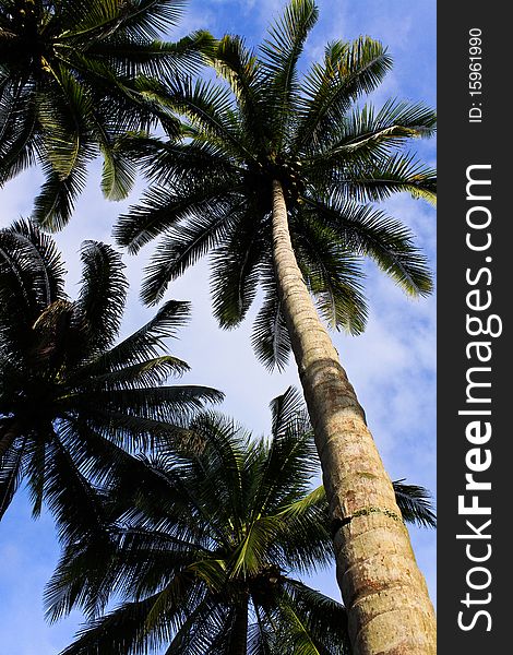 Coconuts tree and blue sky