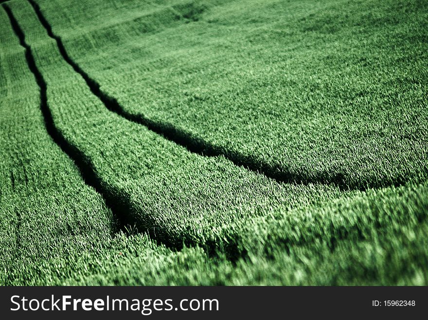 Field of wheat