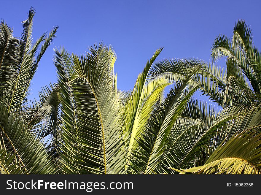 Palm trees with blue sky in the background