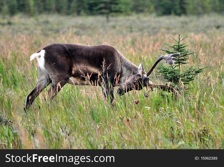 This is a photo of a wild caribou. This is a photo of a wild caribou
