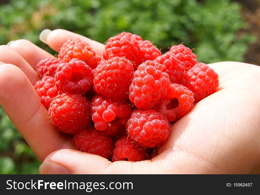 Handful of a ripe red raspberry in a hand. Handful of a ripe red raspberry in a hand