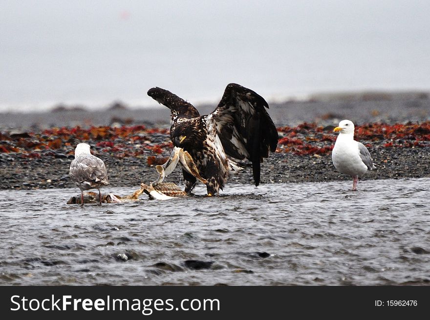 Juvinile bald eagle feeding on a halibut