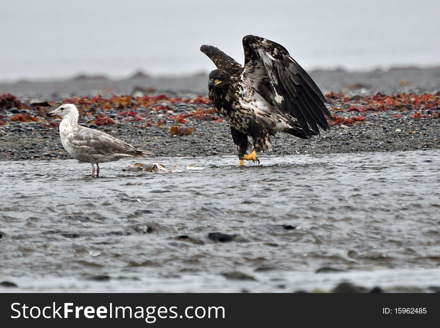Juvinile bald eagle feeding on a halibut