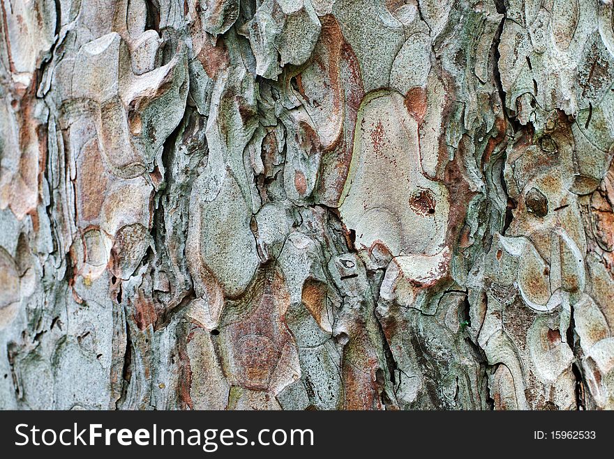 Bark of a pine, close-up