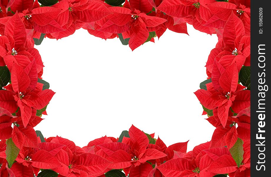 Red poinsettia isolated on a white background
