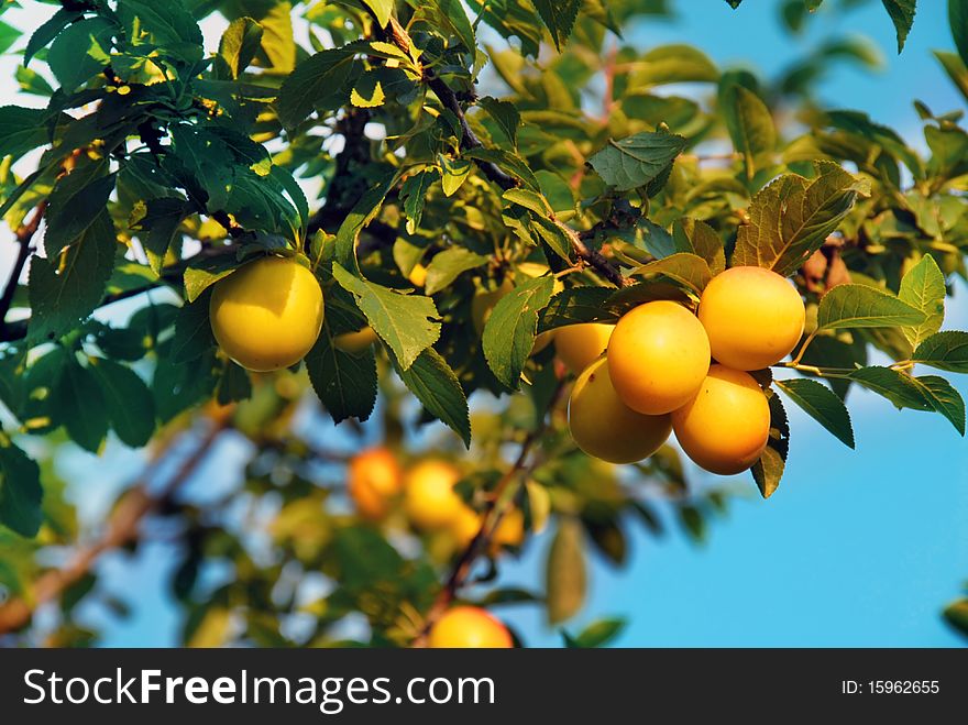 Ripe yellow juicy plums growing on tree over blue sky. Ripe yellow juicy plums growing on tree over blue sky