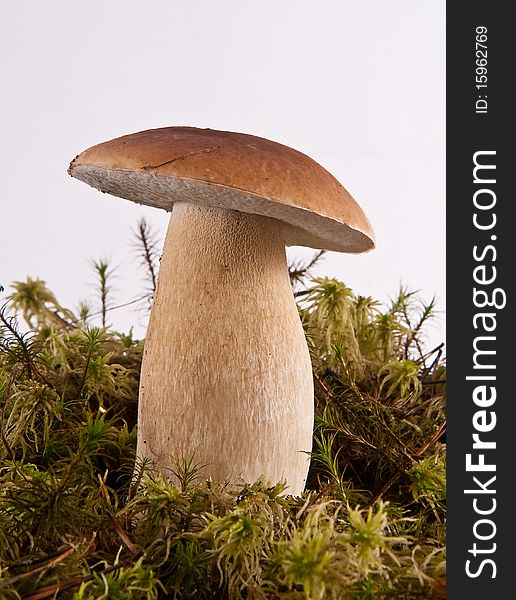 Single boletus edulis growing in a moss. Single boletus edulis growing in a moss