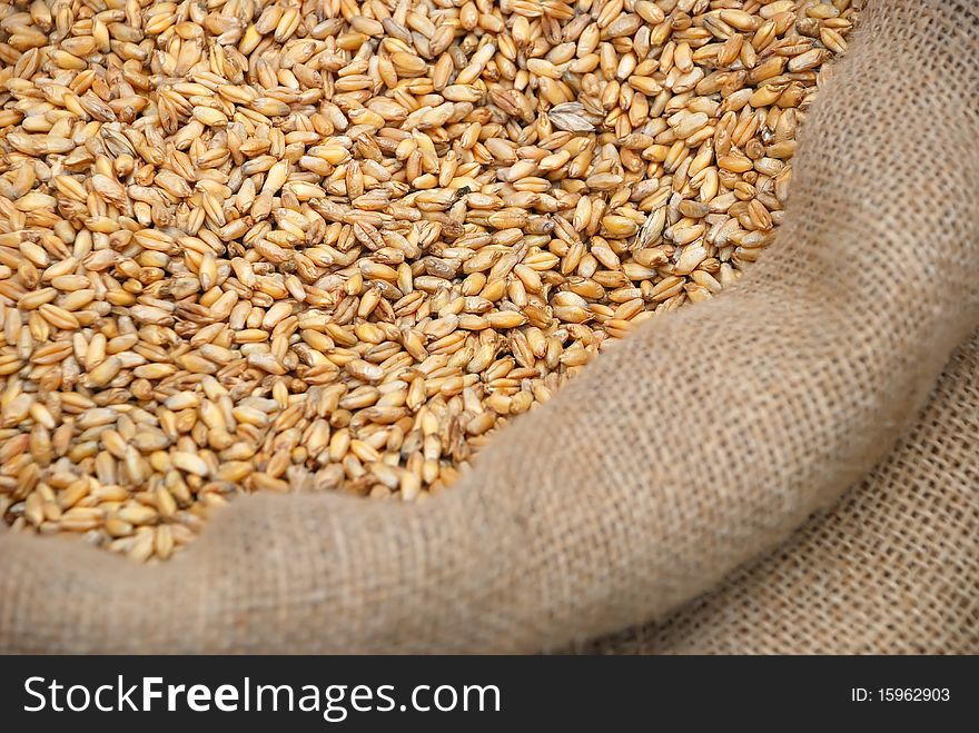 Photo of wheat crop in a bag