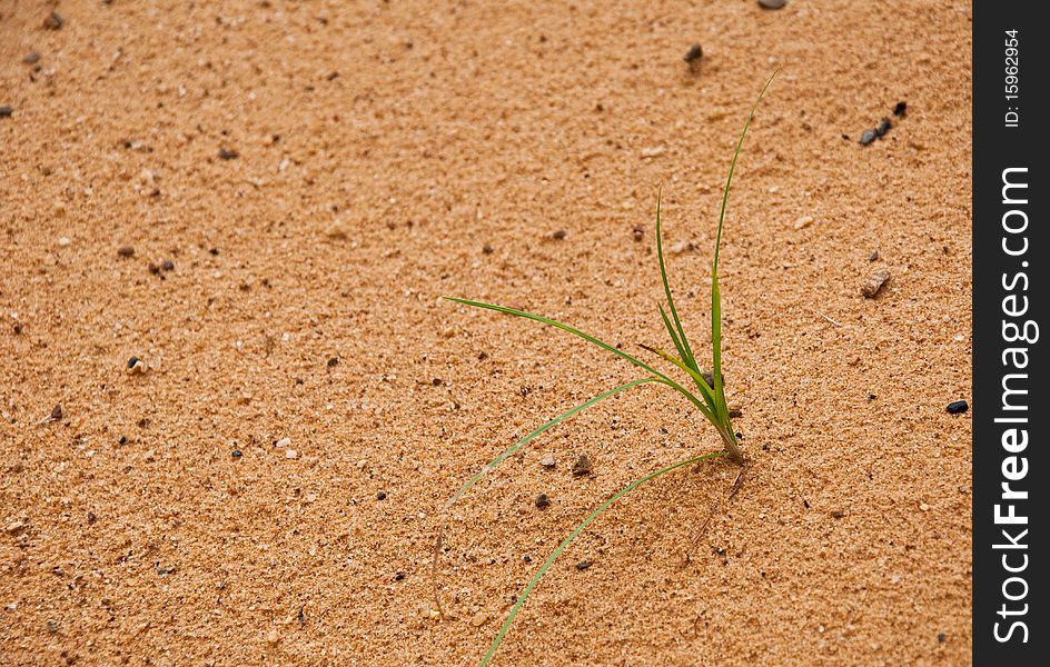 One grass born the sand background