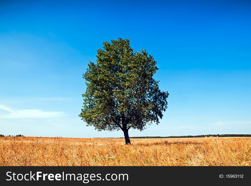 A lonely tree is growing on the meadow. A lonely tree is growing on the meadow