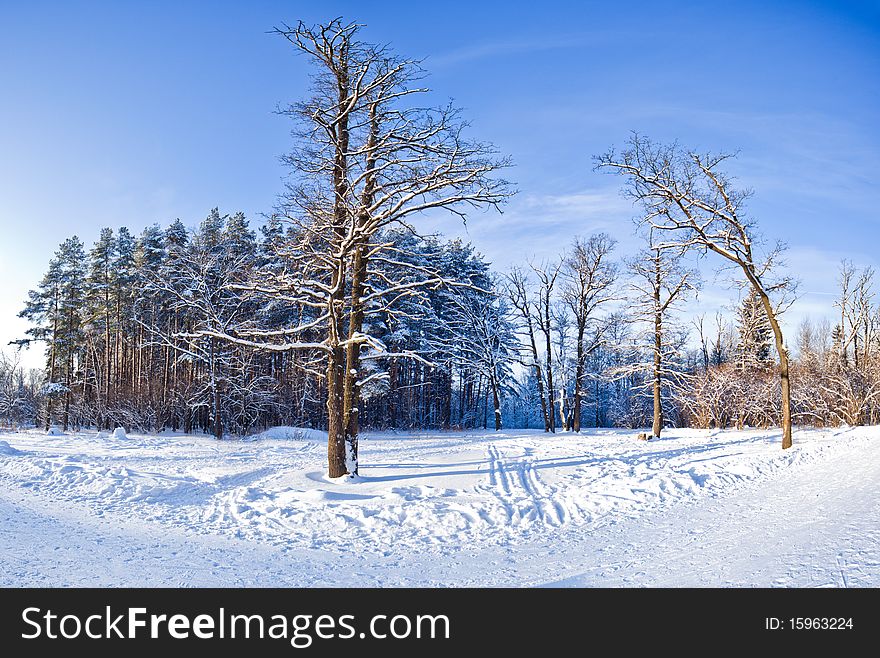 Winter landscape panorama - forest and snow - 22 Megapixel