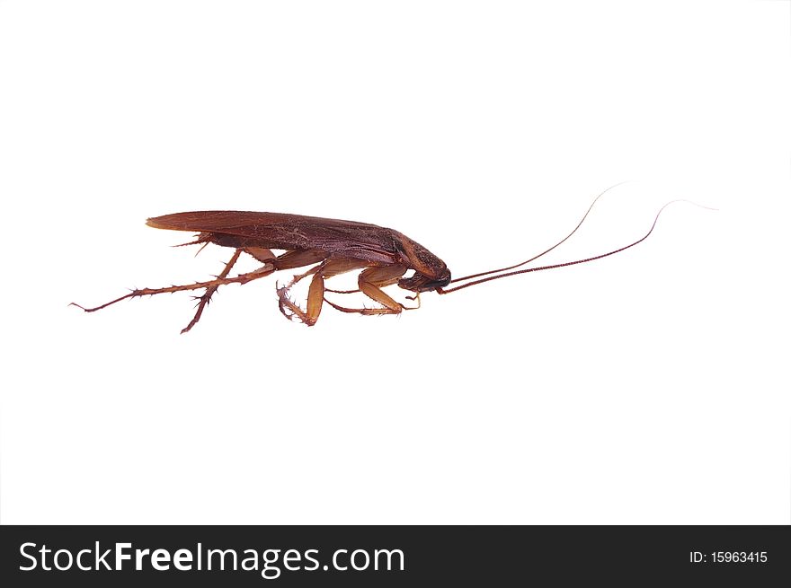 Brown cockroach insect isolated over white