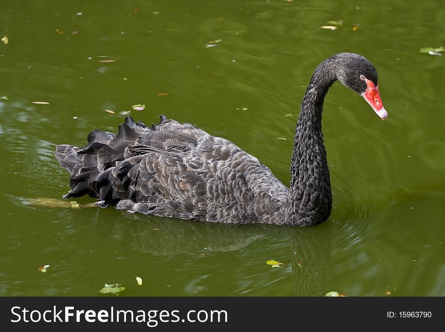 Black swan - cygnus atratus swimming