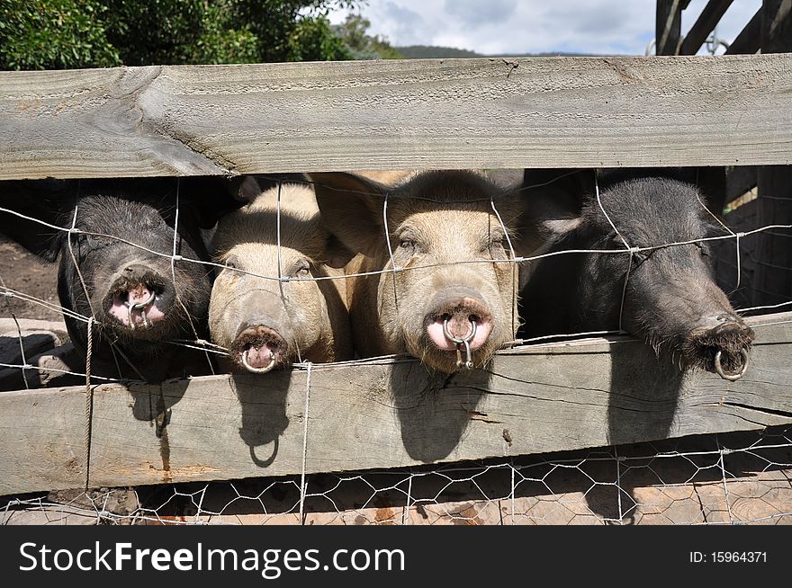Four pigs poke their heads through a fence. Four pigs poke their heads through a fence.